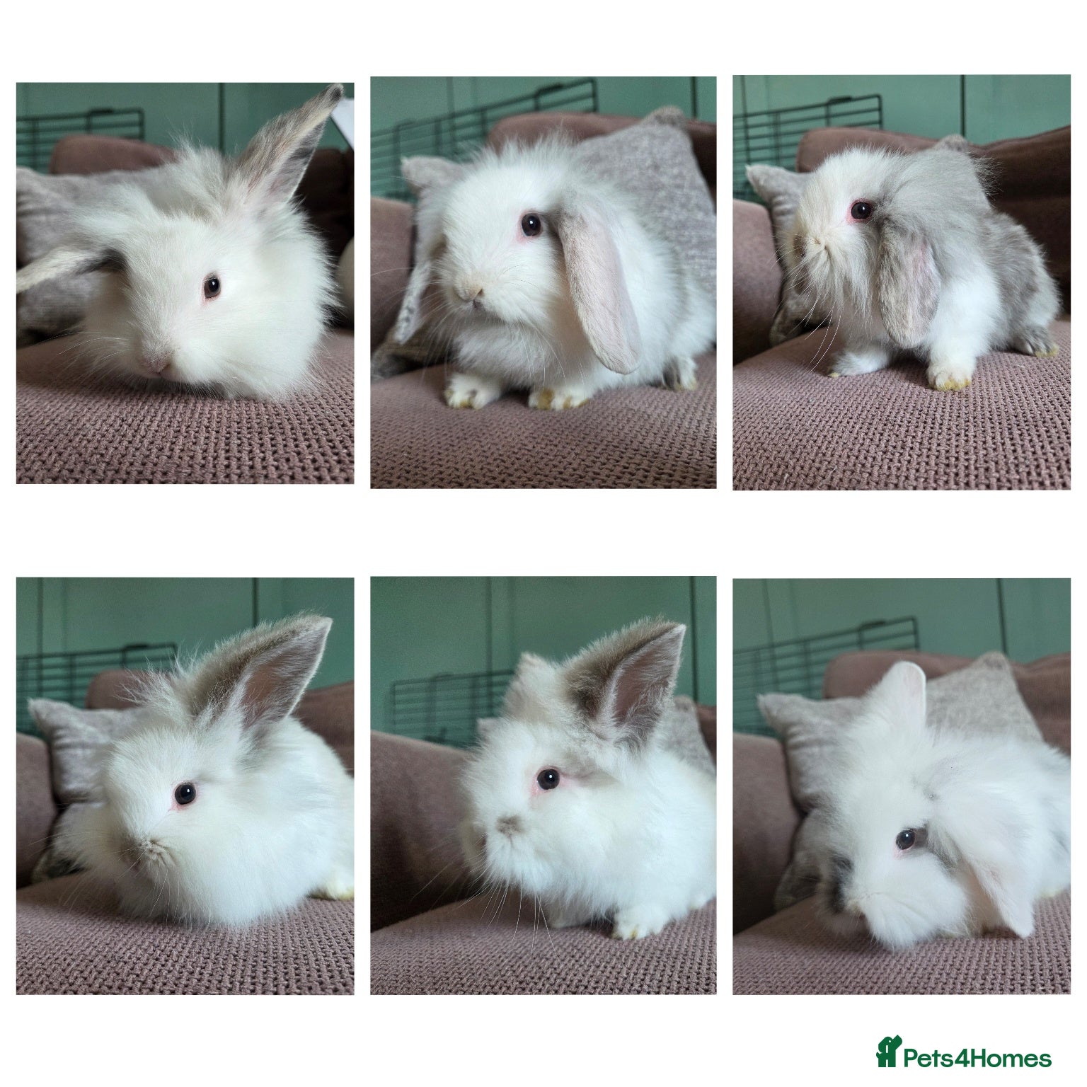 Mixed Breed rabbits Baby rabbits - Advert 10