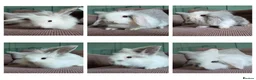 Mixed Breed rabbits for sale: Baby rabbits - Advert 1