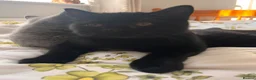 British Shorthair cats for sale: Purebred Brtish Shorthair - Advert 3