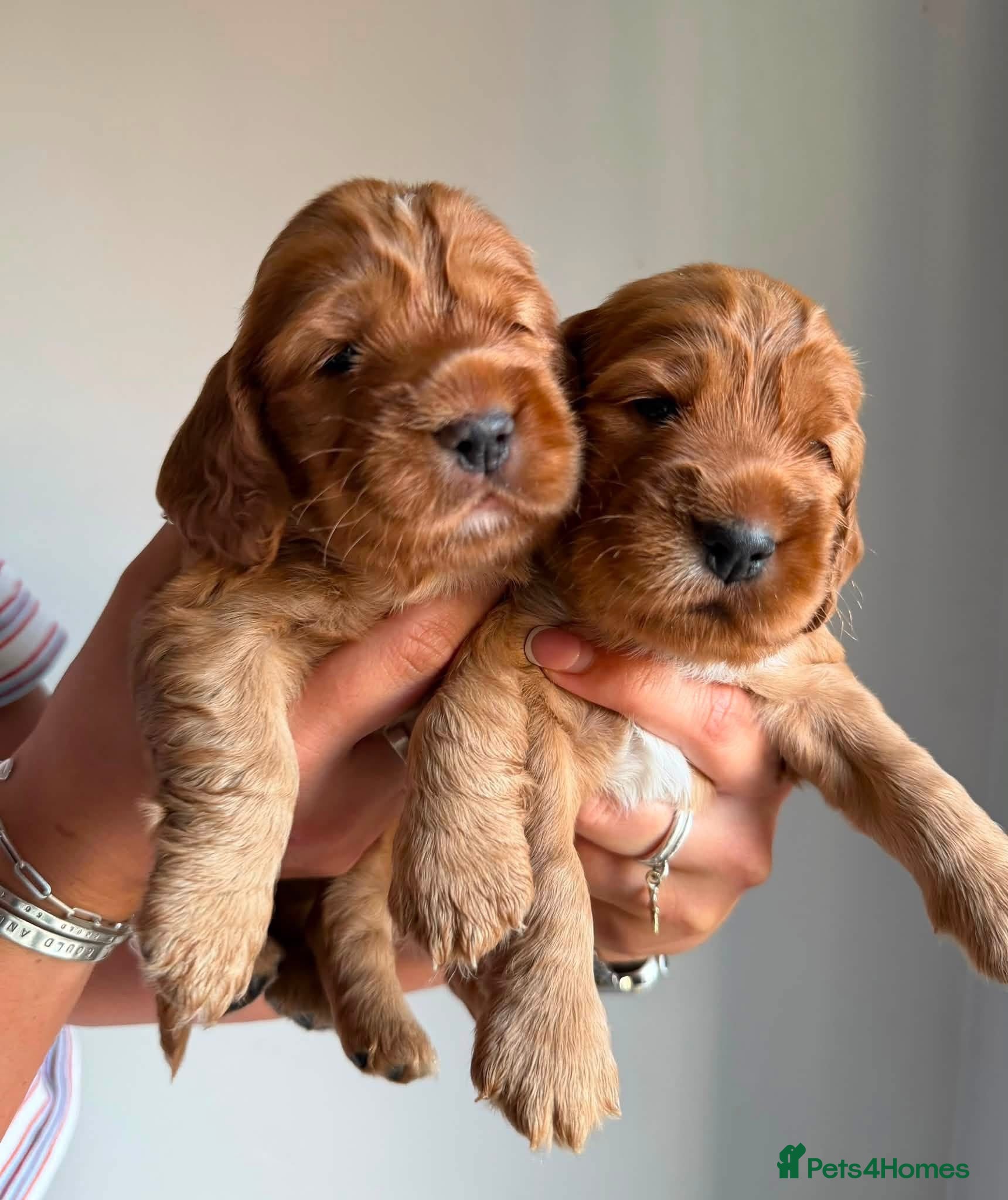 Cocker Spaniel dogs Gorgeous Show Cocker Spaniels  - Advert 1