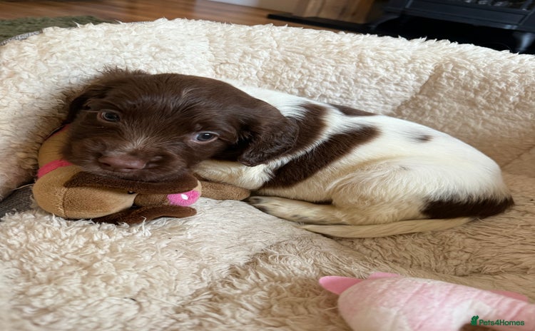 English Springer Spaniel dogs - Advert 3