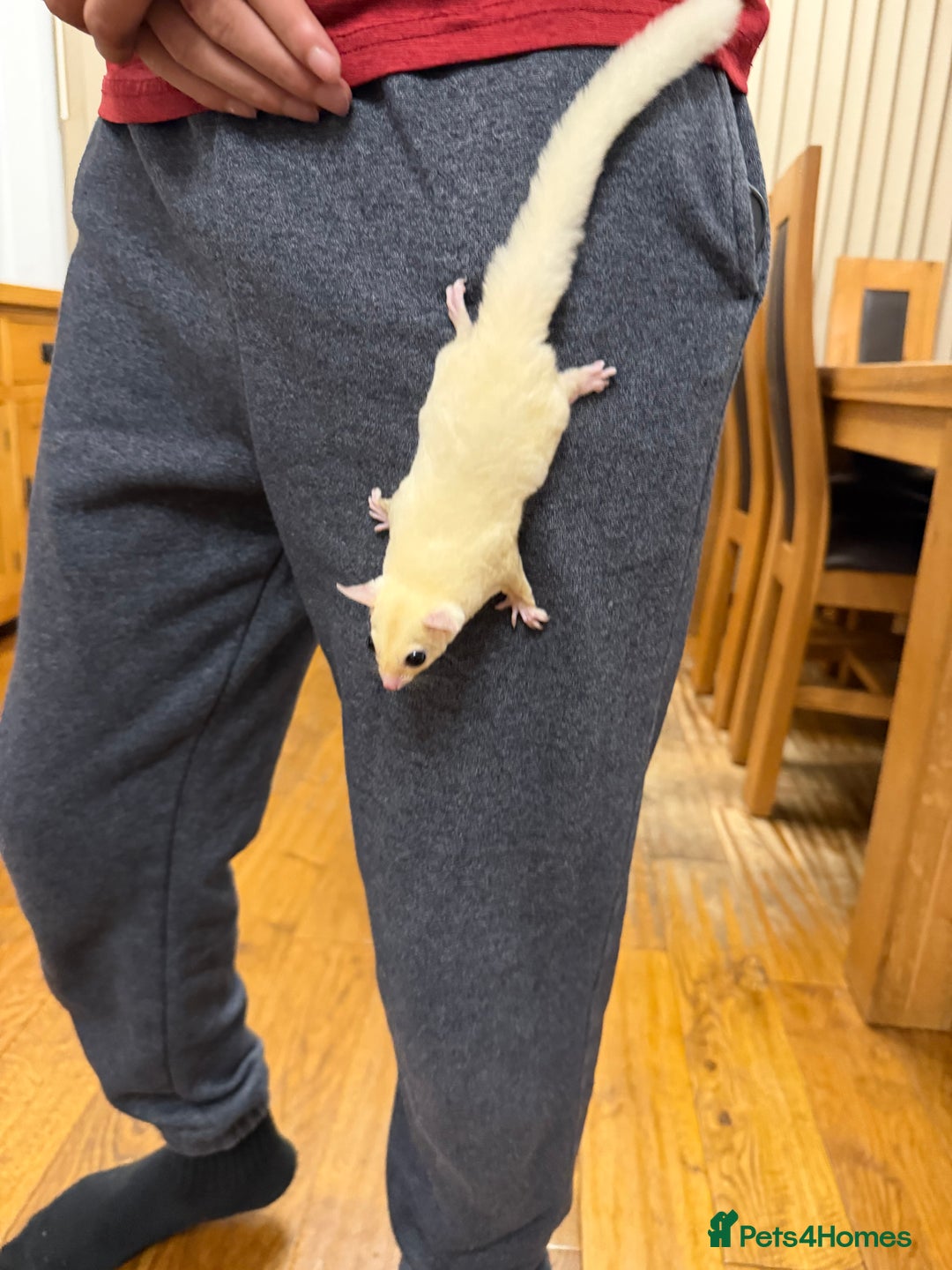 Sugar Glider rodents for sale:  2 Female Sugar Gliders – 5 Months Old (Tame) - Image 6