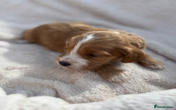 Cockapoo dogs for sale: Stunning Cockapoo Puppies KC Reg Parents - Image 8
