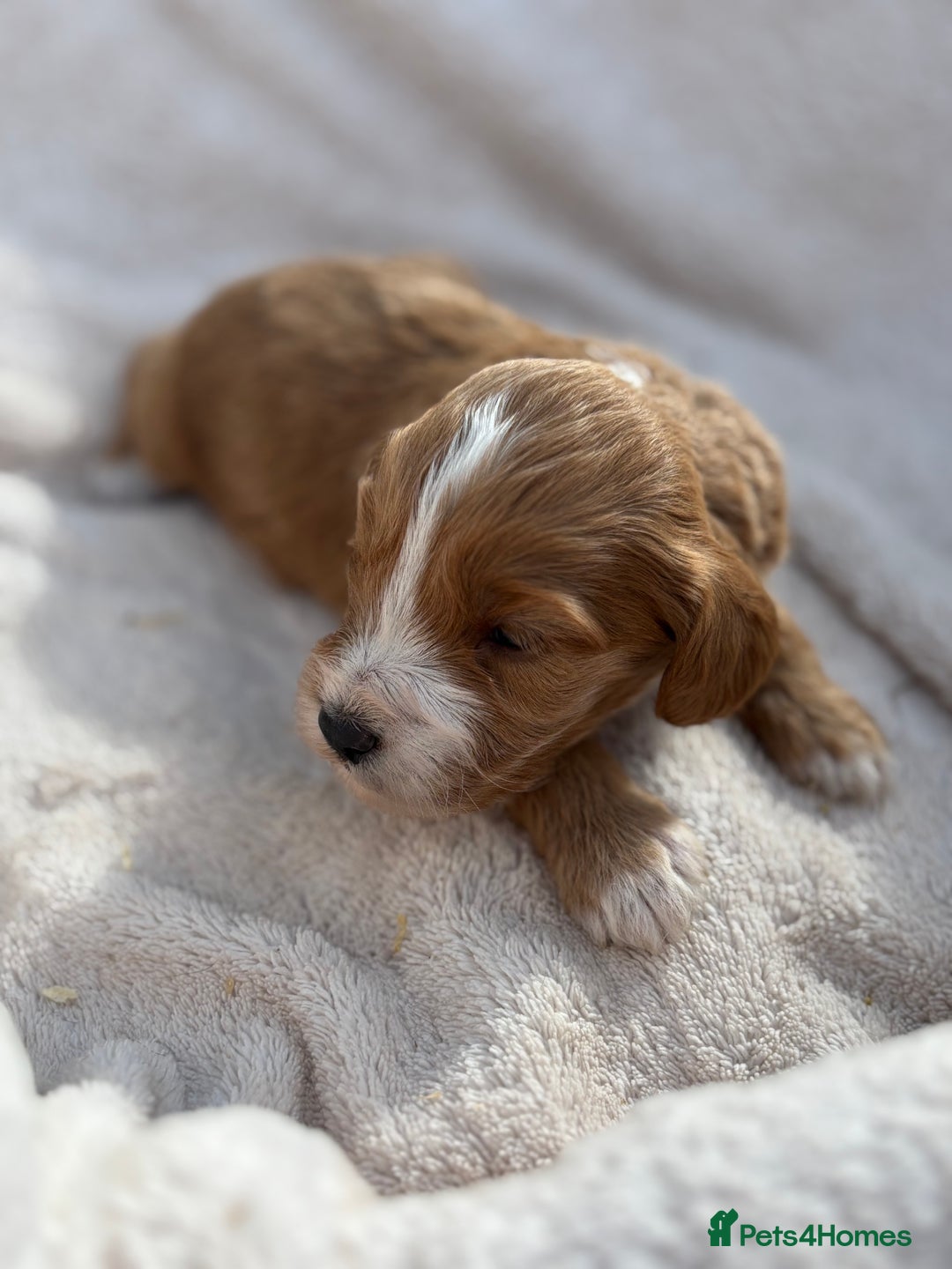 Cockapoo dogs for sale: Stunning Cockapoo Puppies KC Reg Parents - Image 8