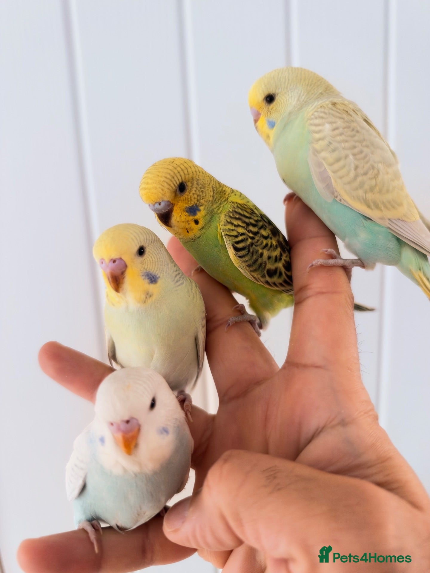 Budgerigars birds for sale: Hand Tamed Budgies - Advert 18
