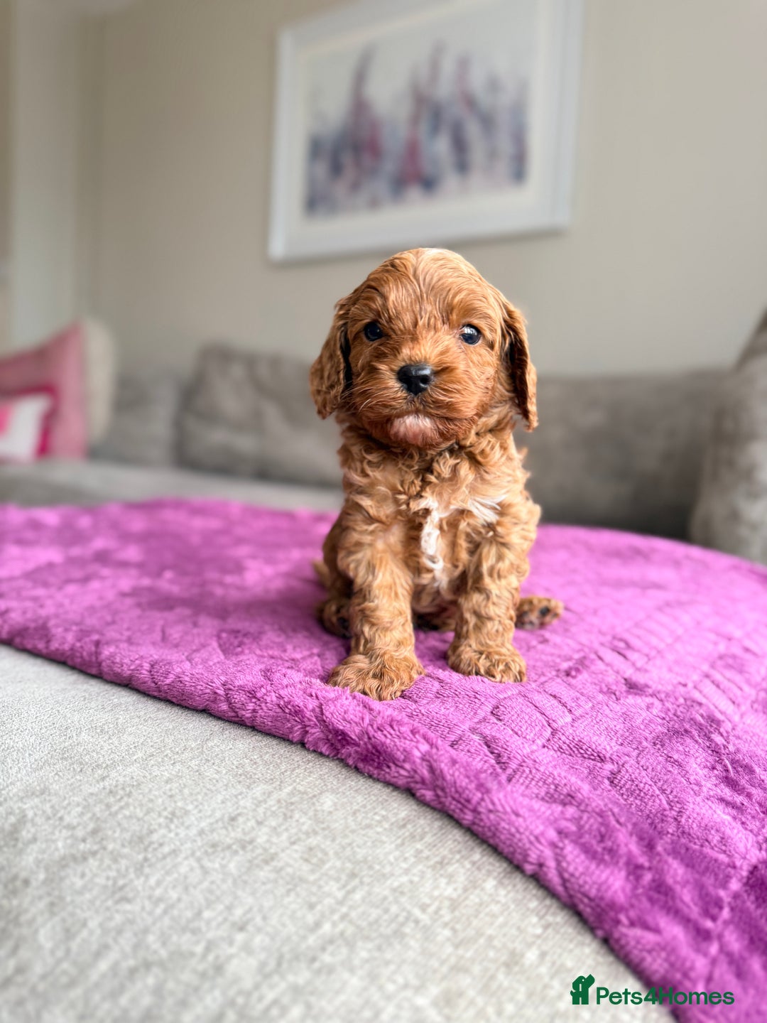 Cavapoo dogs for sale: Premium Teddy F1bb Toy Cavapoos - Advert 7