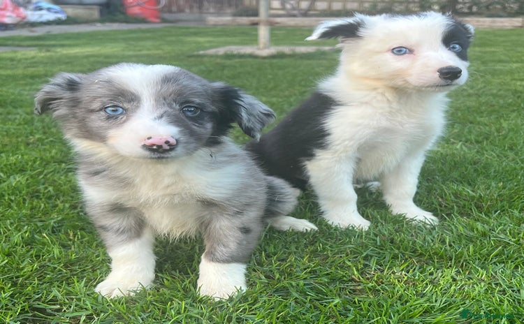 Border Collie dogs - Advert 3