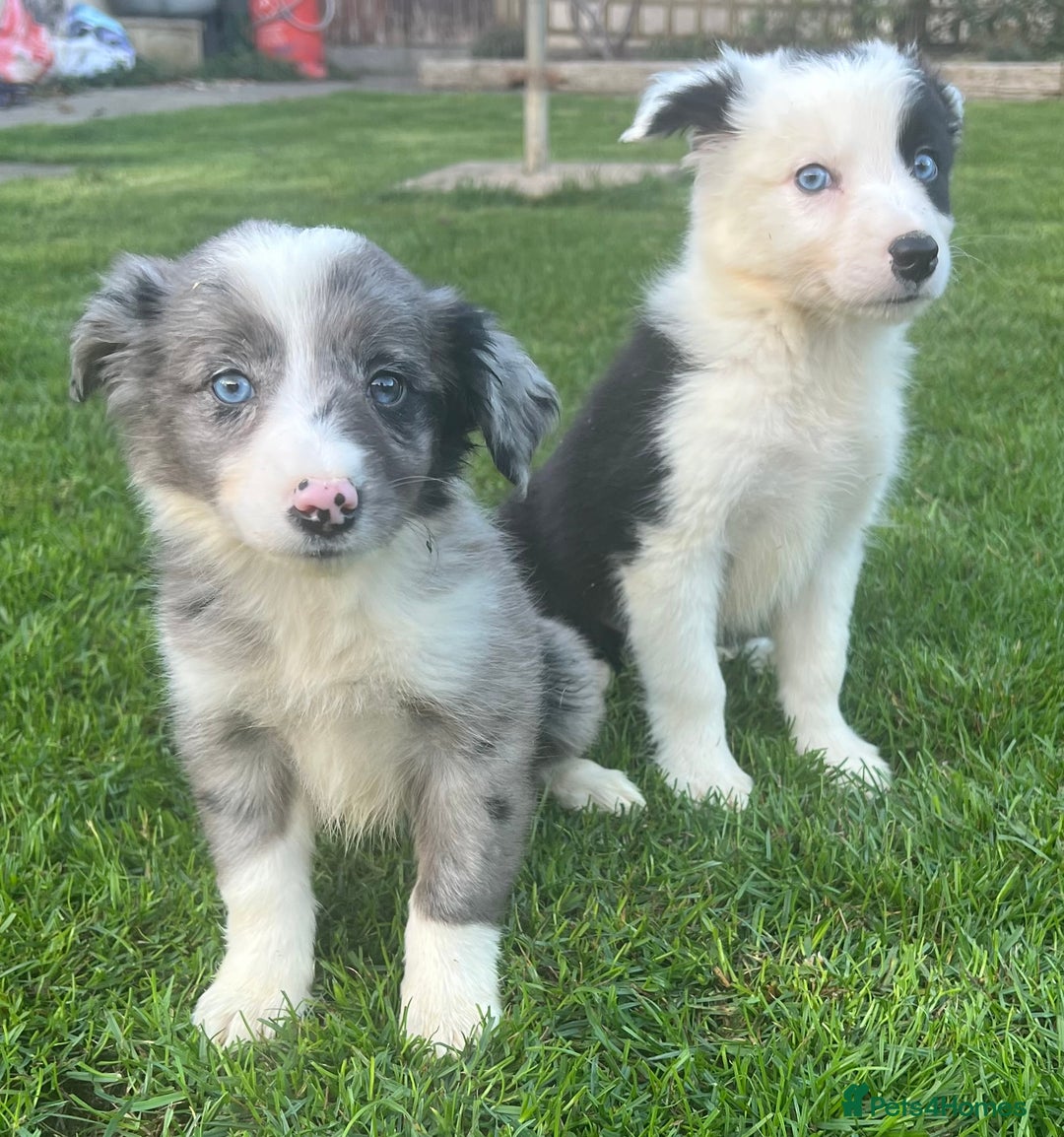 Border Collie dogs for sale: Border Collies READY NOW - Image 1
