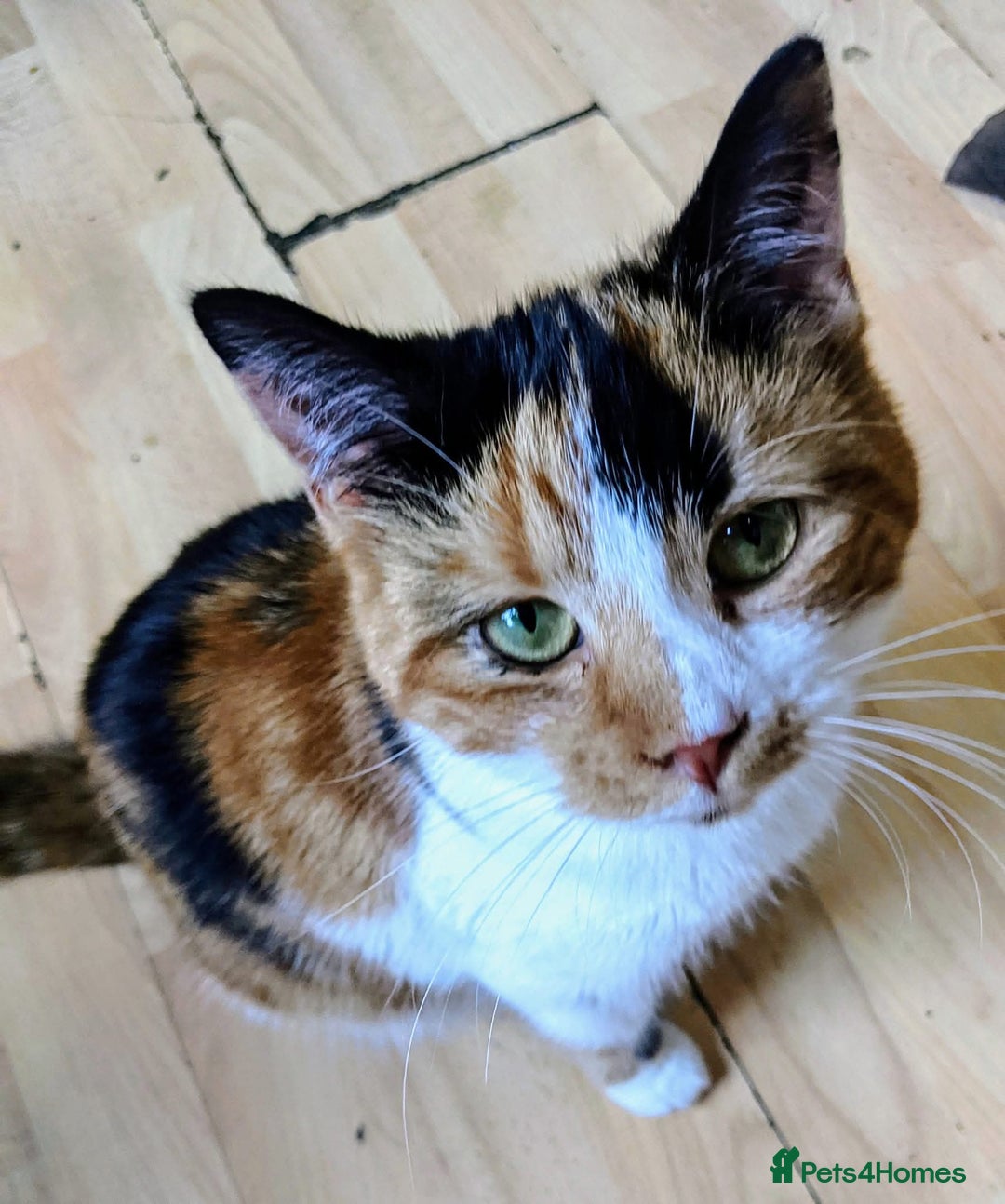 Domestic Shorthair cats for sale: Jackie hartley - Image 2