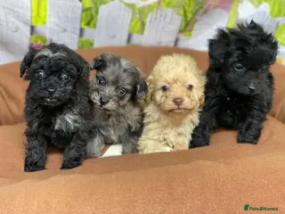 Cavapoo dogs F1B cavapoos ⭐️ - Advert 3