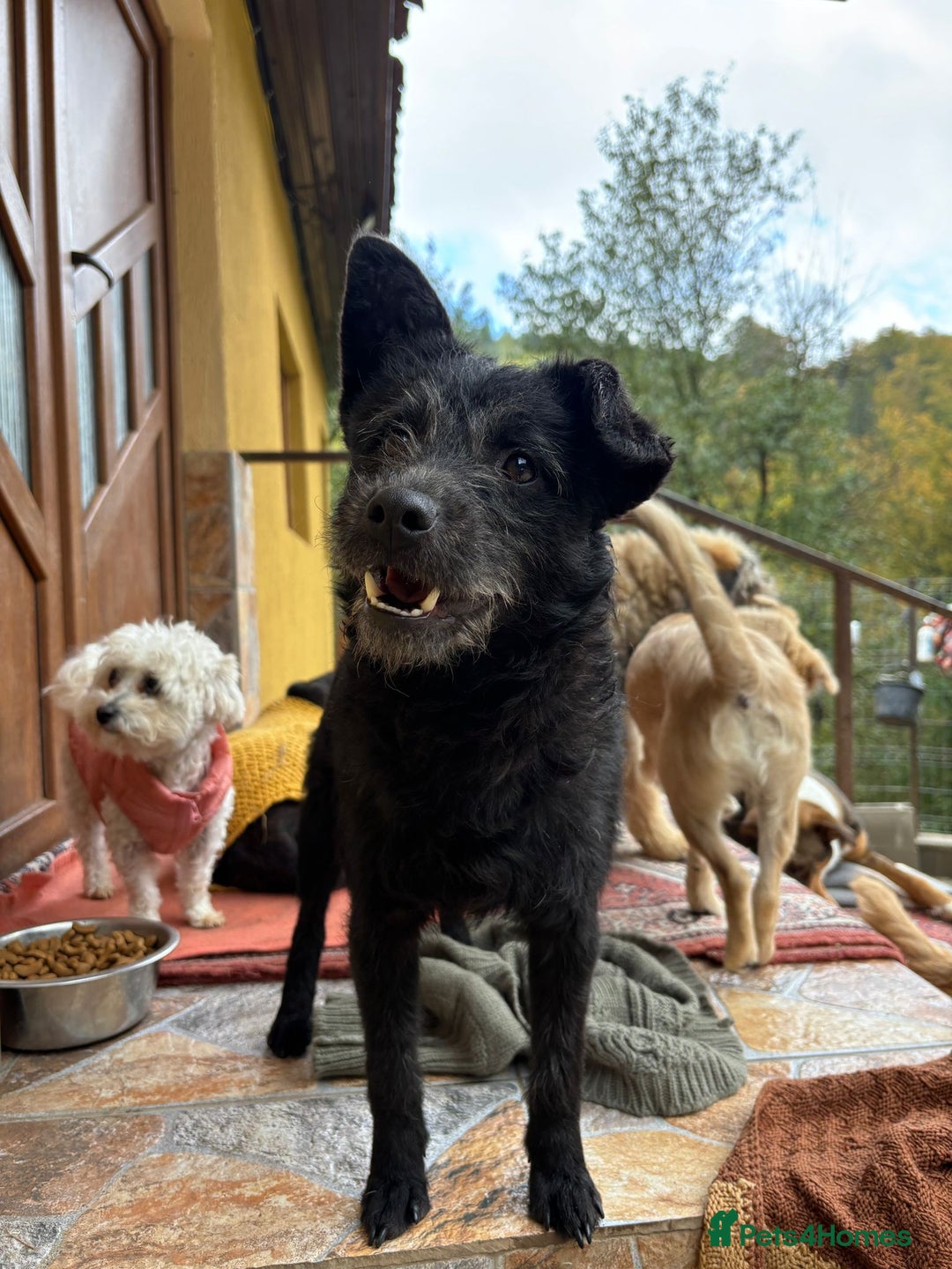 Mixed Breed dogs for adoption: Small dog needs a home! Meet Codi! - Advert 1