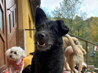 Mixed Breed dogs Small dog needs a home! Meet Codi! - Advert 16