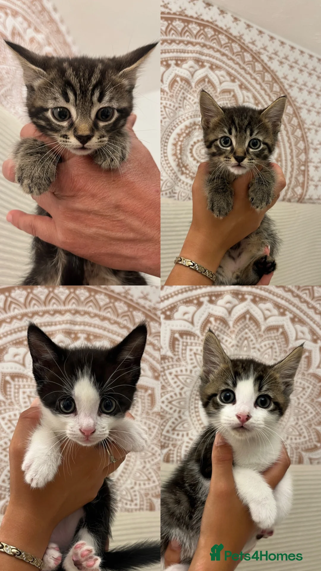 Mixed Breed cats for sale: 5 Beautiful male kittens!  - Advert 2