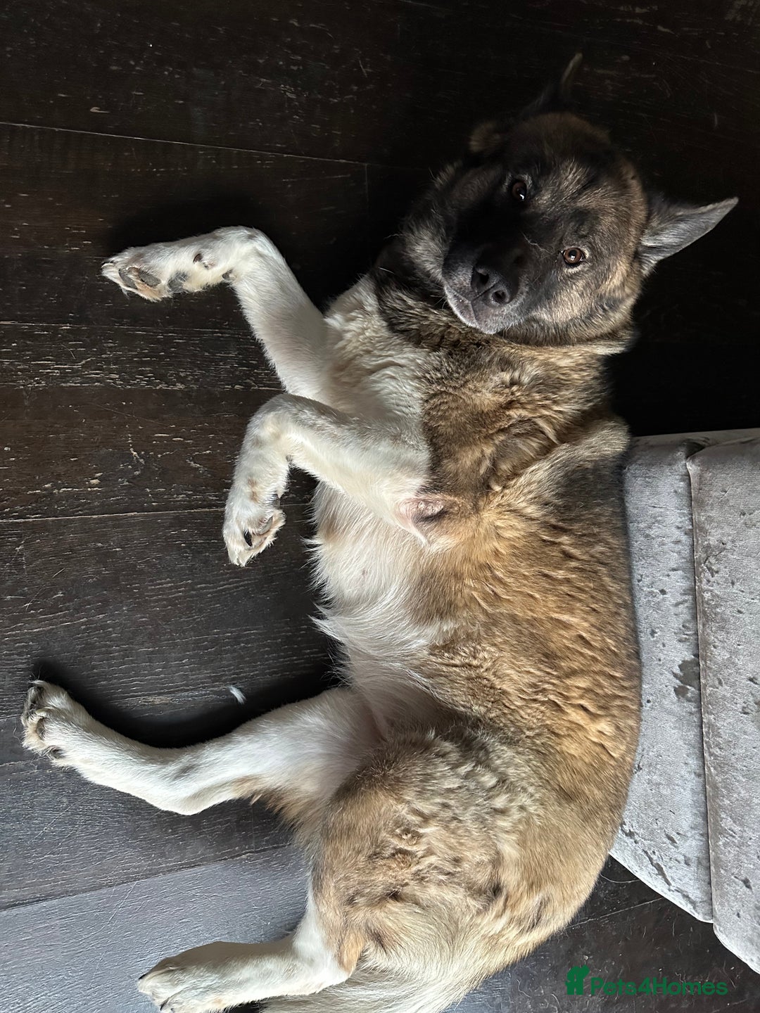 Huskita dogs for sale: Sacha  - Advert 2