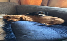 Cockalier dogs for sale: Rehoming Two Young Female Spaniels  - Image 20