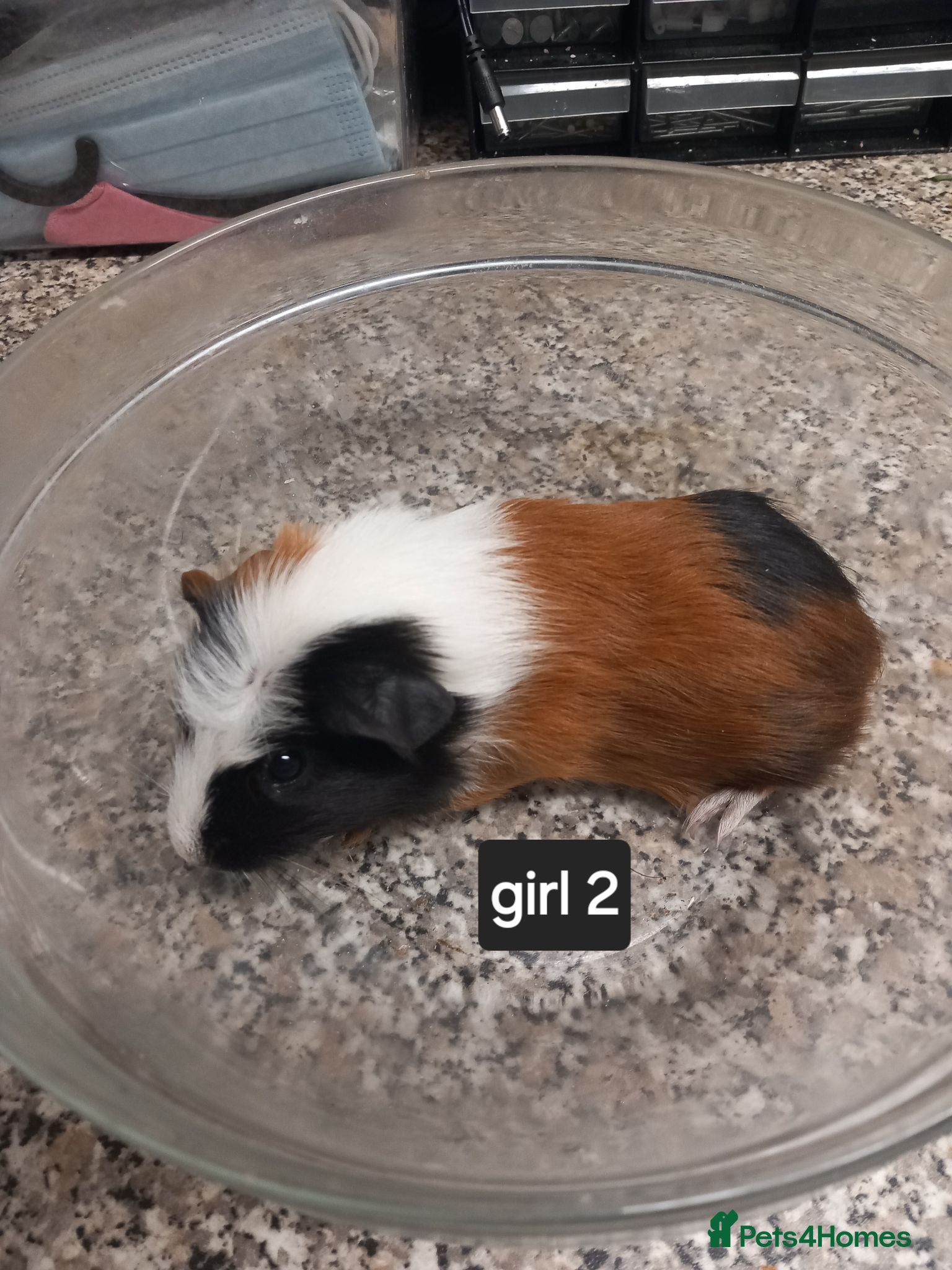 Guinea Pig rodents Baby guineapigs ready now - Advert 2