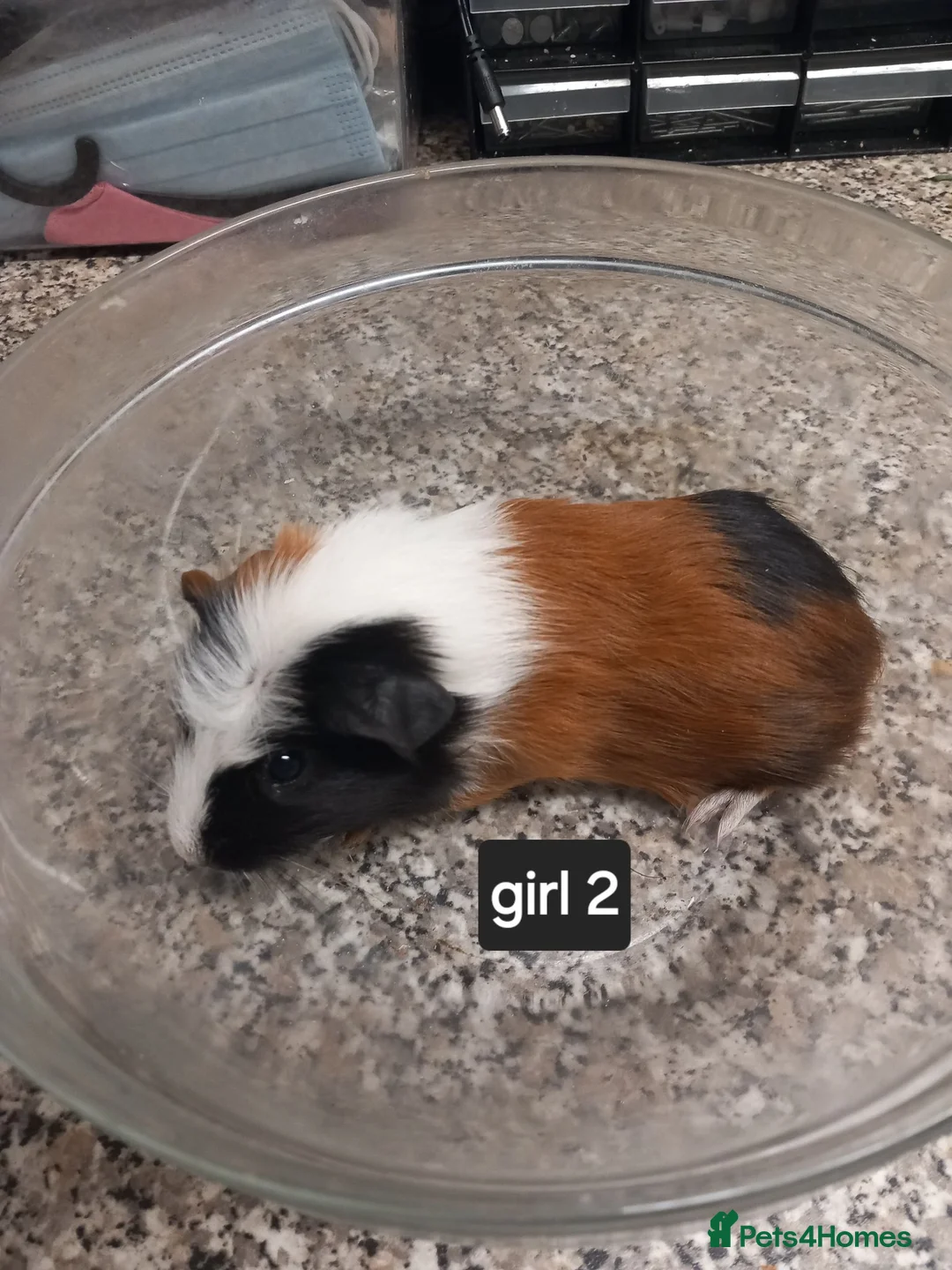 Guinea Pig rodents for sale: Baby guineapigs ready now - Advert 1