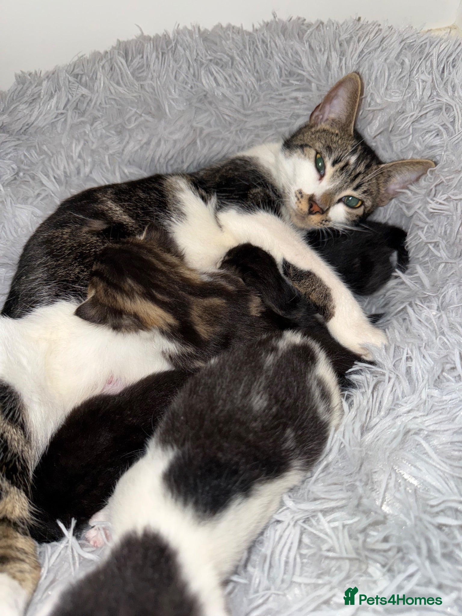 Mixed Breed cats Pebbles  - Advert 2