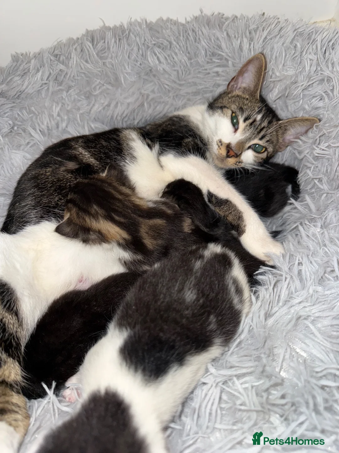 Mixed Breed cats for sale: Pebbles  - Advert 1