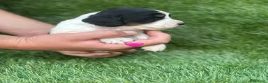 Cocker Spaniel 8