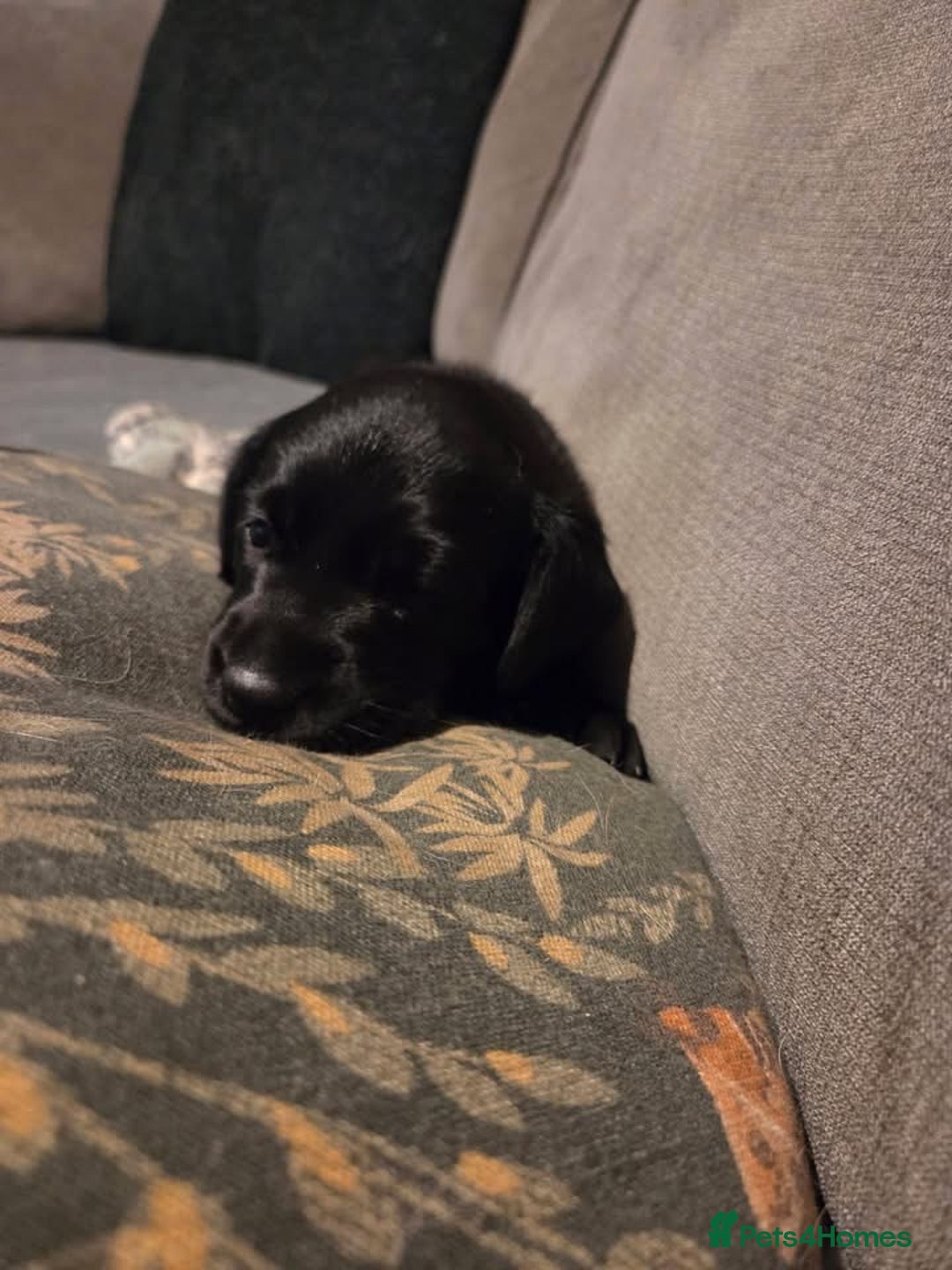 Labrador Retriever dogs for sale: 2 Beautiful Labrador Girls  - Advert 2