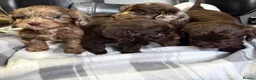 Cockapoo dogs for sale: F1 CHOCOLATE/ CHOCOLATE MERLE COCKAPOOS  - Advert 3
