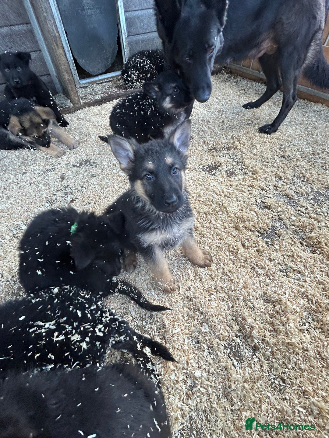 German Shepherd dogs for sale: German shepherd puppies  - Advert 33