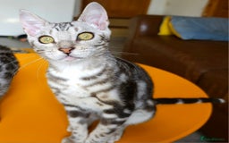 Bengal cats for sale: Exceptional Bengal kittens Available  - Image 27