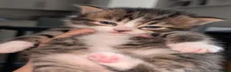 Mixed Breed cats for sale: Maine coon X Norwegian forest cat.  - Advert 7