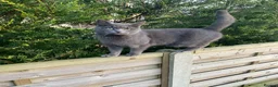 Russian Blue cats for sale: Beautiful kittens ready for forever homes in Kingston upon Thames - Advert 1