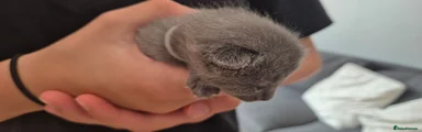 Russian Blue 2
