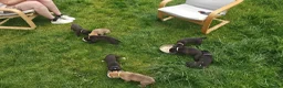 Lurcher dogs for sale: Lurcher Puppies. 5 boys and 1 girl left in Taunton - Advert 11