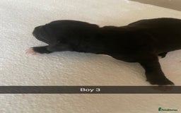 Mixed Breed dogs for sale: Border Collie Cocker puppies - Image 8