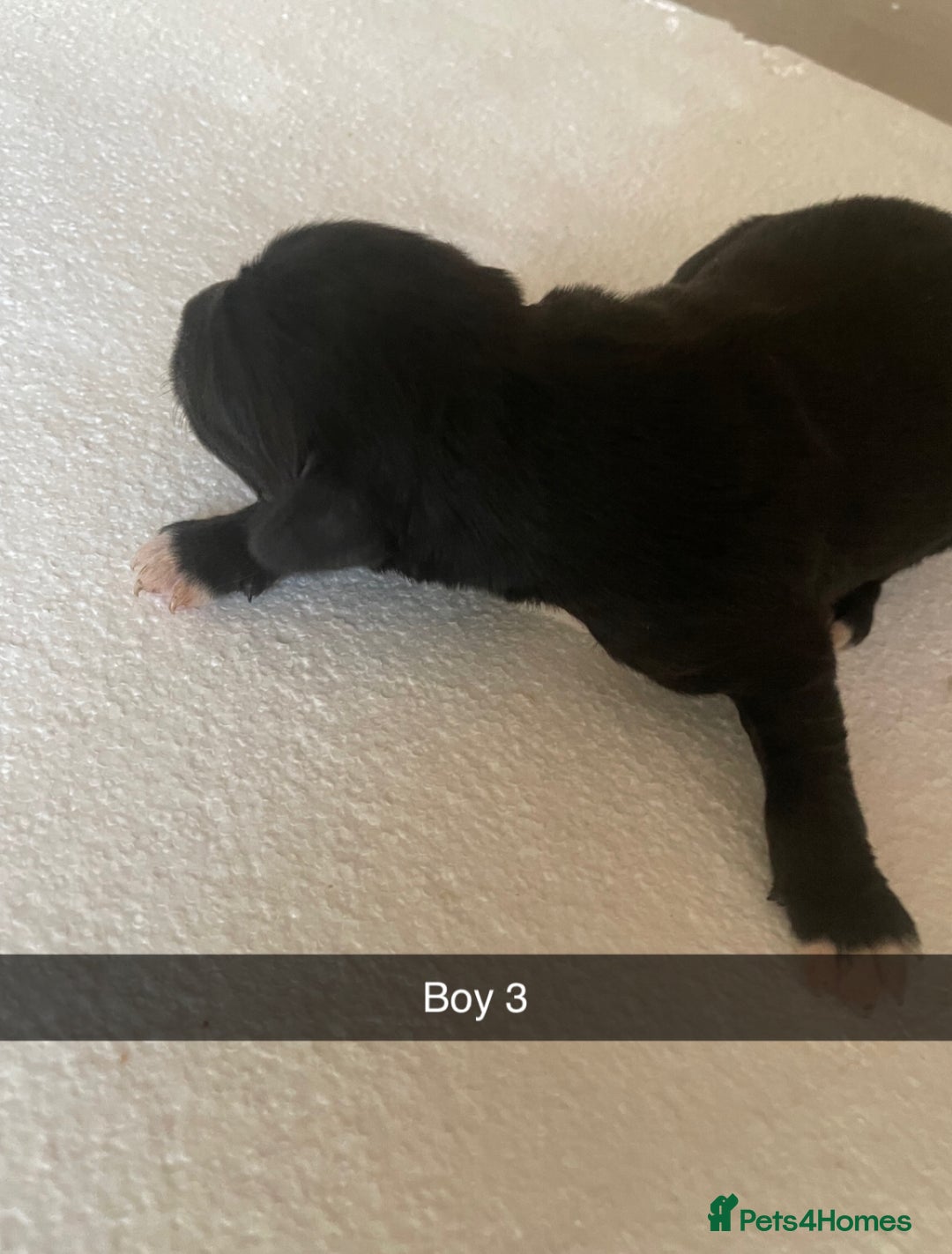 Mixed Breed dogs for sale: Border Collie Cocker puppies - Image 8