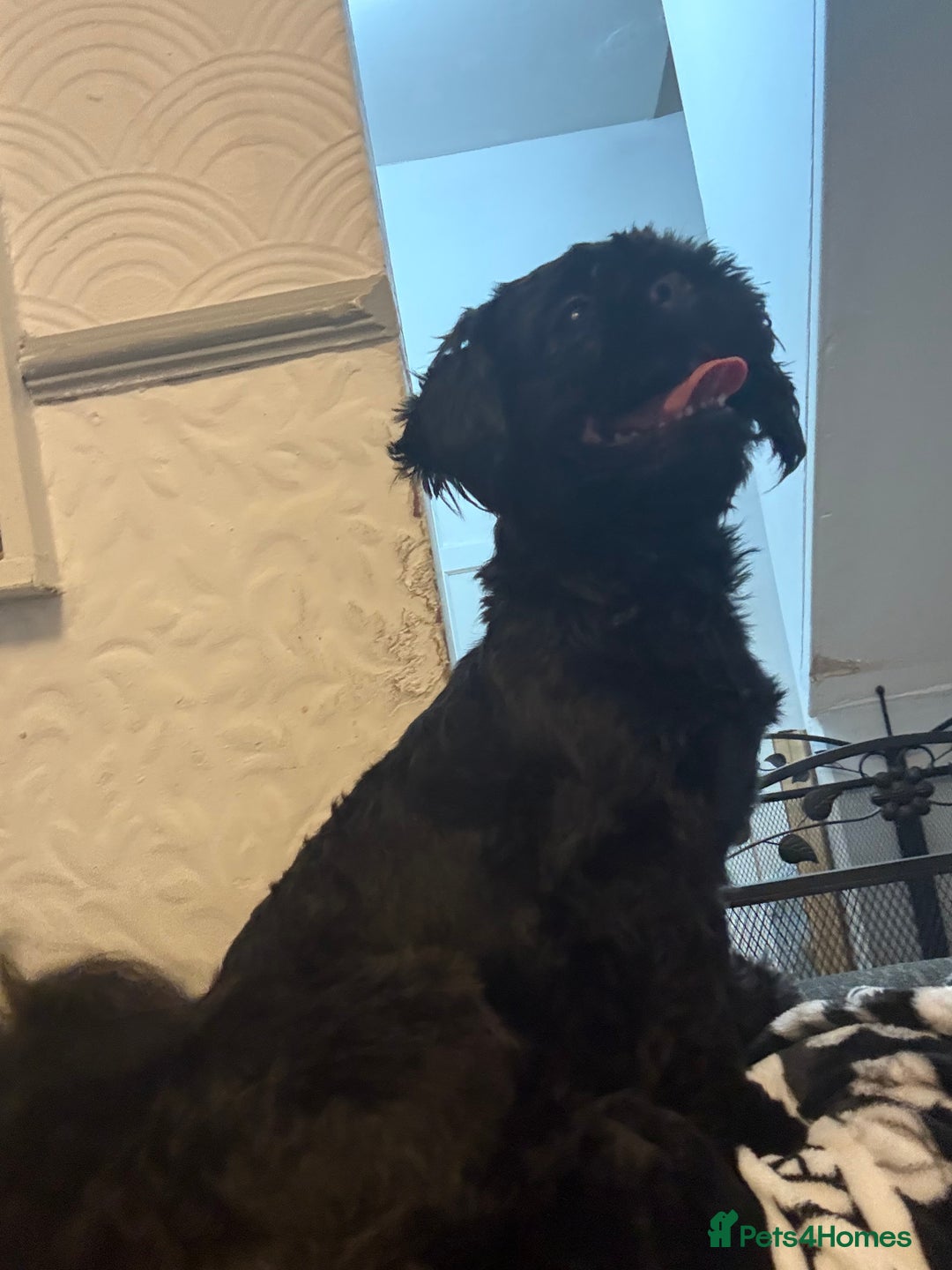 Shih Tzu dogs for sale: Handsome male Shih tzu - Advert 5