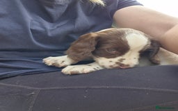 Mixed Breed dogs for sale: Springer spaniel puppies  - Image 19