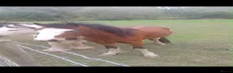 Welsh Section A horses for sale: Welch section a colt - Advert 2
