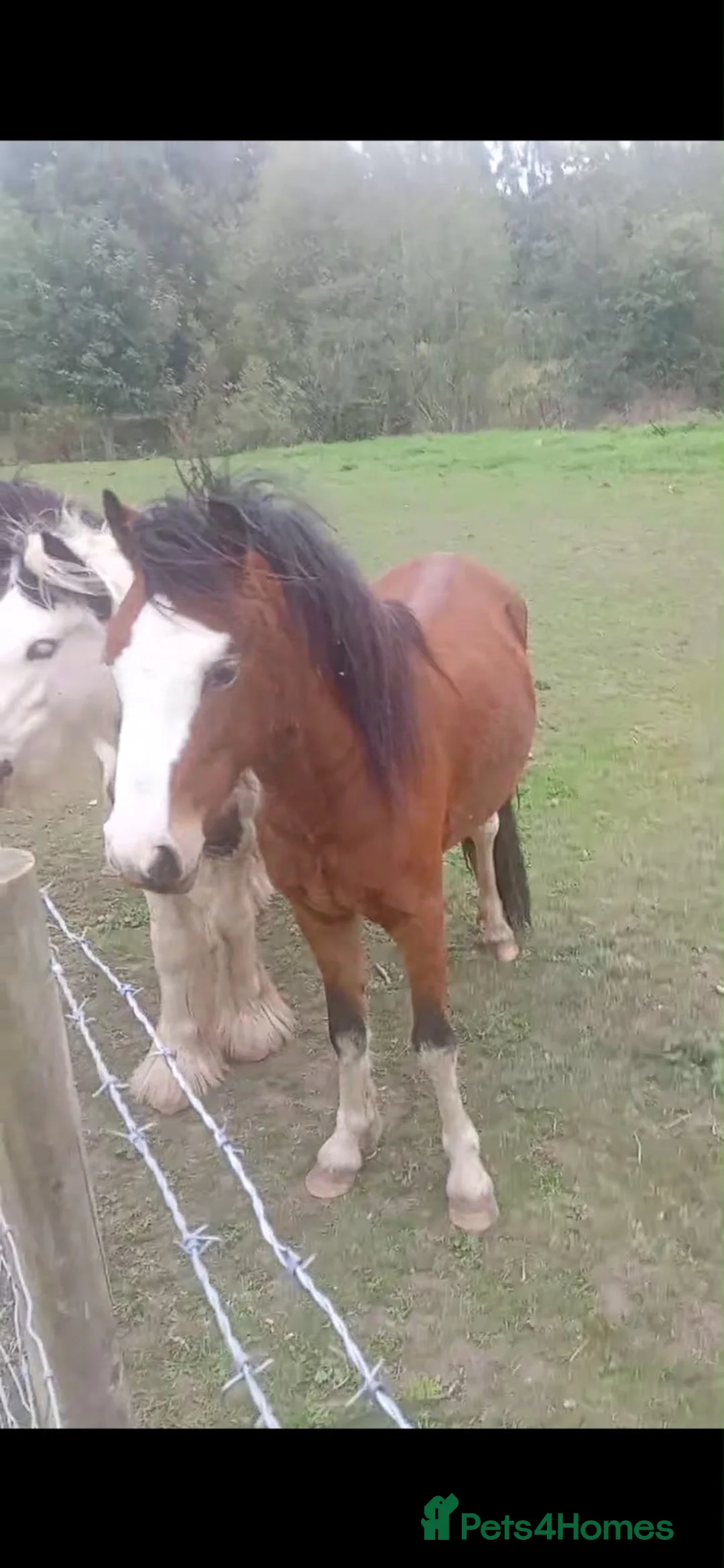 Welsh Section A horses for sale: Welch section a colt - Advert 2