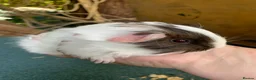 Guinea Pig rodents for sale: Baby Guinea pigs  - Advert 2
