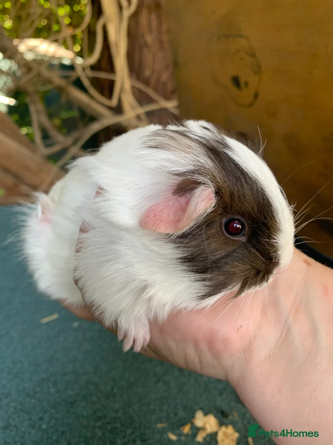 Guinea Pig rodents for sale: Baby Guinea pigs  - Advert 2