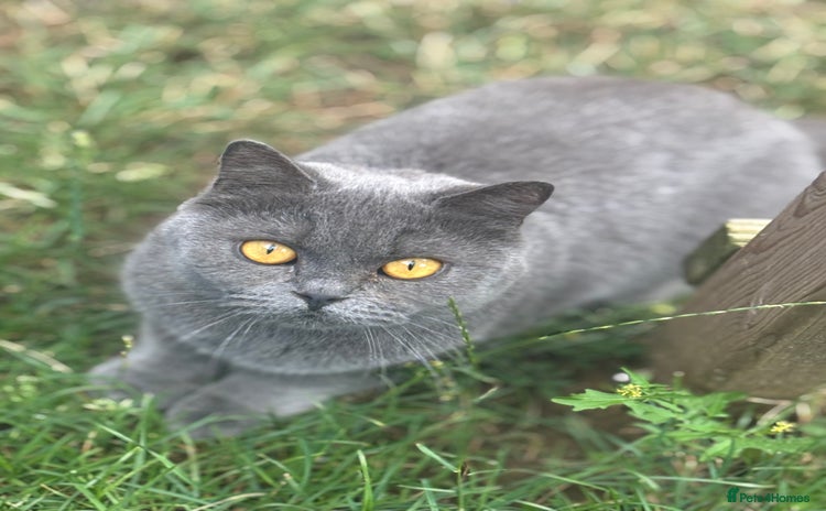 British Shorthair cats - Advert 8