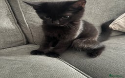 Mixed Breed cats for sale: Male kitten  - Image 4
