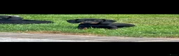 Dachshund dogs for sale: 7 beautiful Dachshunds  - Advert 6