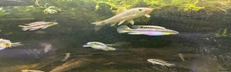 Cichlids fish for sale: Kribensis cichlids for sale all sizes/ages - Advert 4