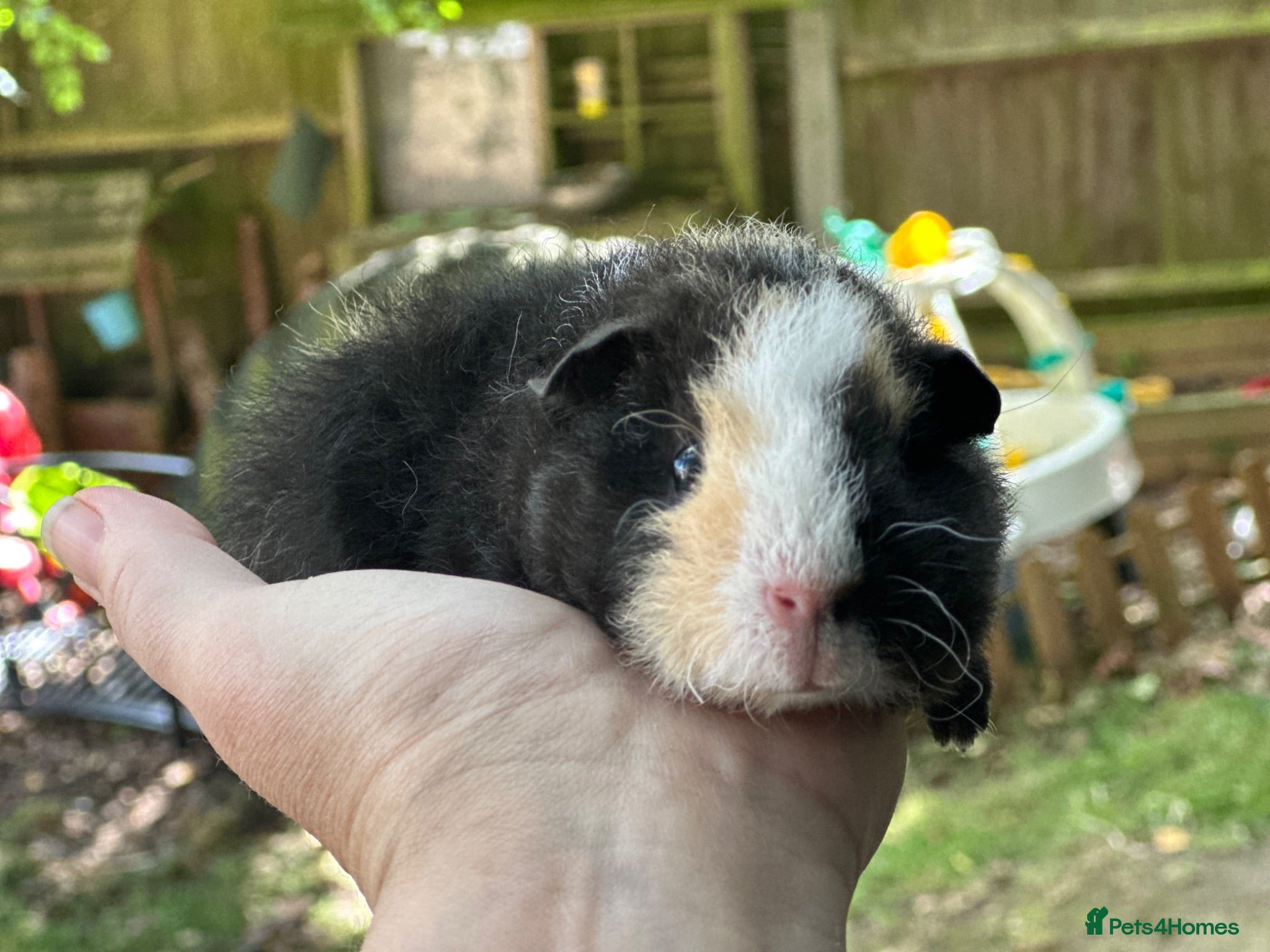 Guinea Pig rodents Girls - Advert 4