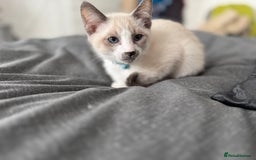 Siamese cats for sale: Kittens for re homing  - Image 10