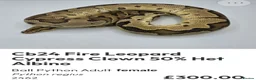 Python Snake reptiles for sale:  Various ball pythons  - Advert 4