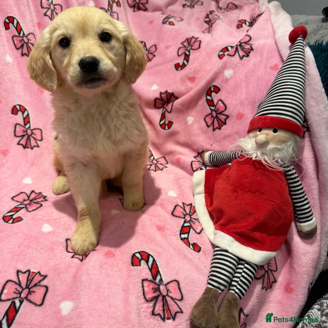 Golden Retriever dogs for sale: Stunning golden retriever pups  - Advert 11