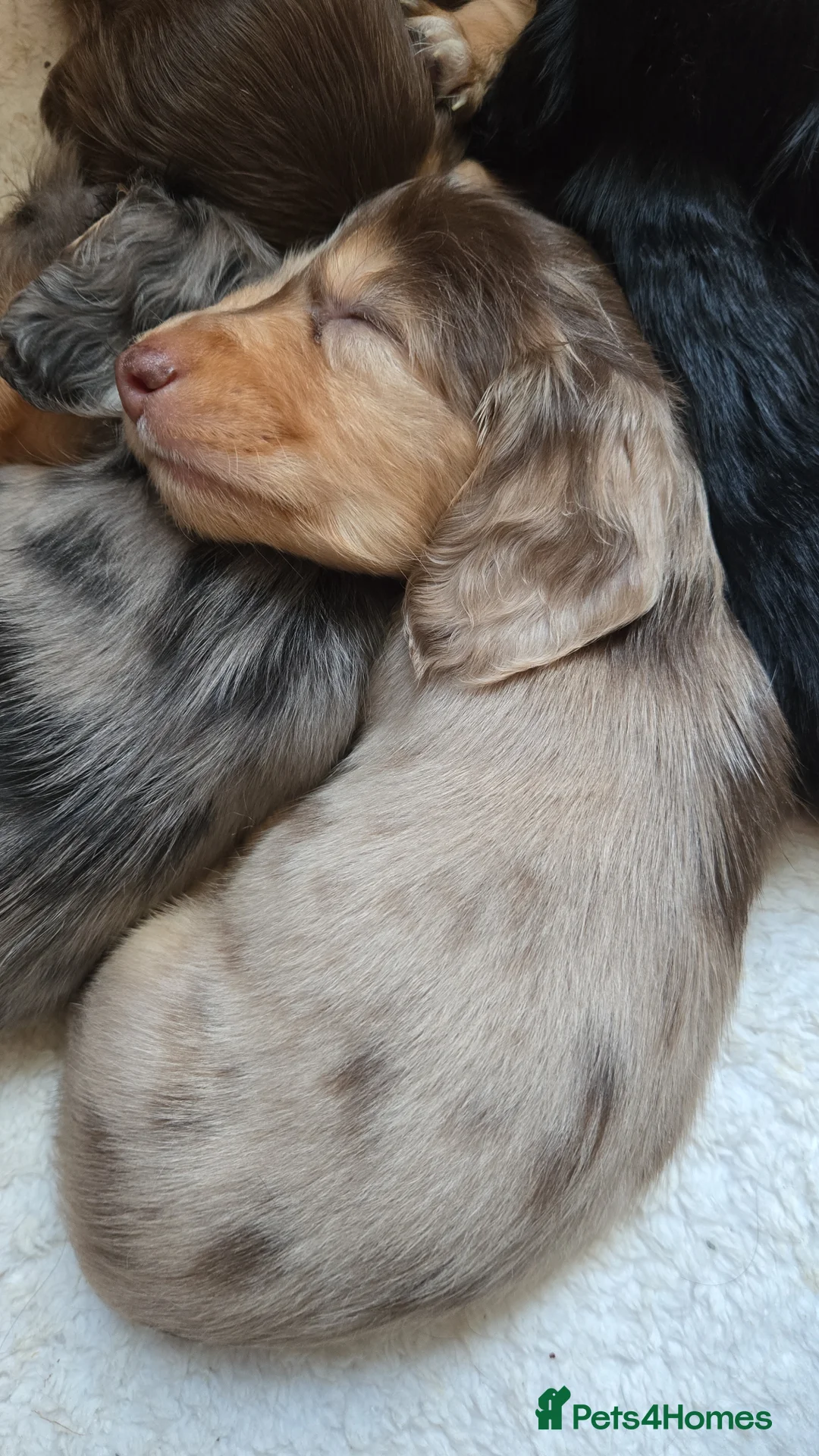 Miniature Dachshund dogs for sale: Miniature dachshund  - Advert 3