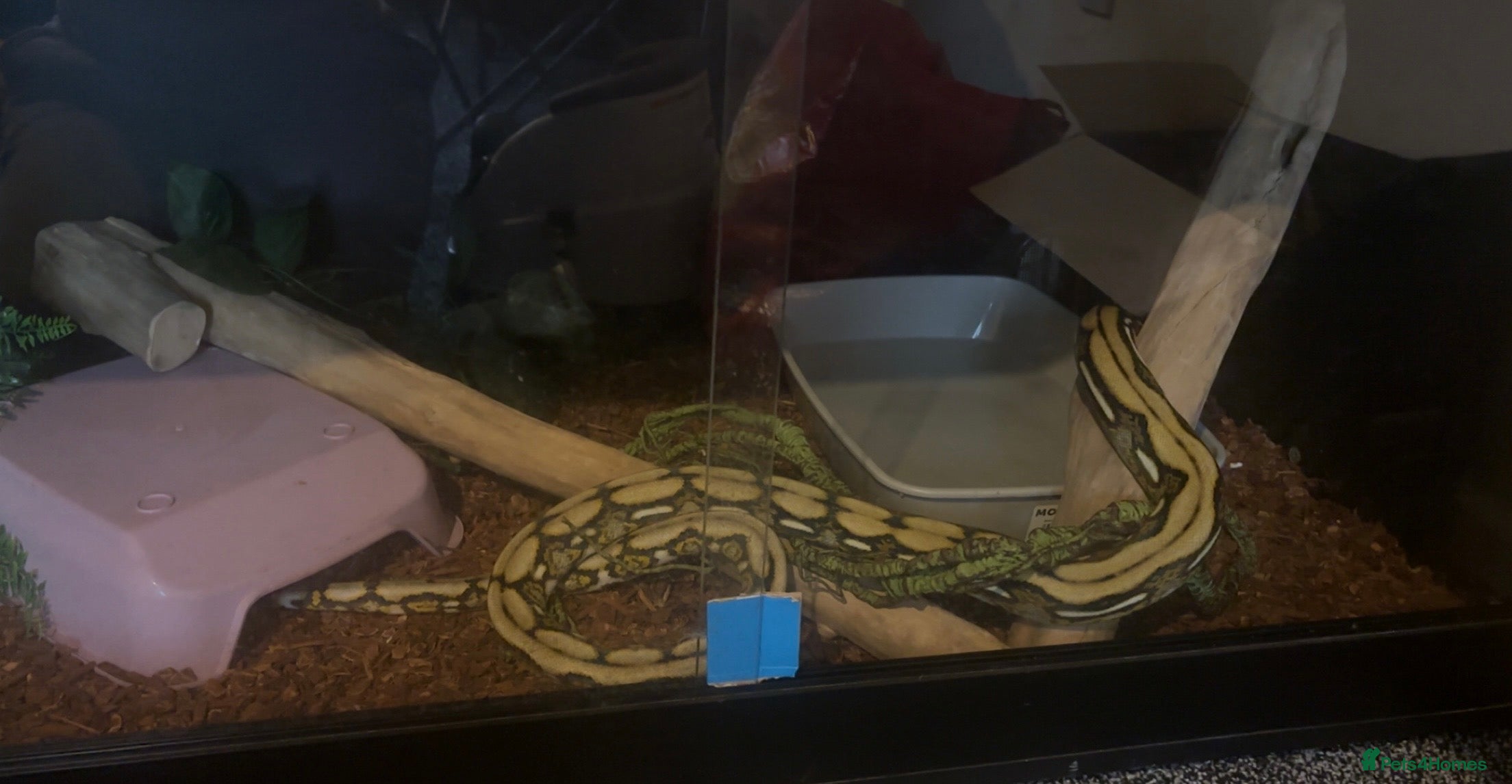 Python Snake reptiles Dwarf Reticulated python  - Advert 1